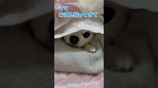 布団の中に隠れている犬 #チワワ #犬 #隠れる