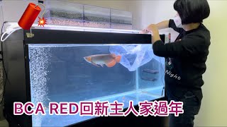 BCA RED 回新主人回家過好年～姐の水族生活37#紅龍#龍魚#龍魚專賣店