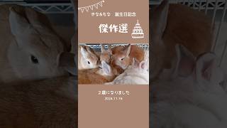 【傑作選】飼い主が癒された寝相５連発です#うさぎ#日常