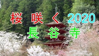 桜咲く2020【長谷寺】がんばろう日本Cherry blossom in JAPAN(Hasedera Temple)