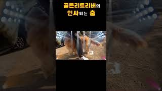 골든리트리버의 핵인싸 되는 춤!