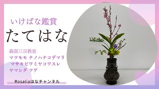 いけばな鑑賞/森部三日教室『たてはなの練習③』【いけばな池坊 Ikebana】【flower】 🌸