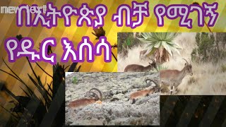 በኢትዮጵያ ብቻ የሚገኝ  የዱር እሰሳ