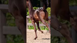 This appaloosa is gorgeous #horse #equestrian #foal #cute #appaloosa #fypシ ￼￼