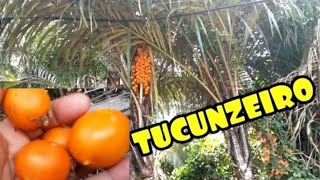 CONHEÇAM O TUCUNZEIRO, A PALMEIRA DO TUCUM #tucumã (Astrocaryum vulgare ) @nossojeitolanaroca2863