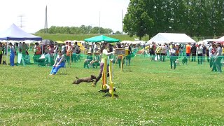 JKC 埼玉北ドゥーアジリティークラブ アジリティー競技会 2015.05.17 Mickey