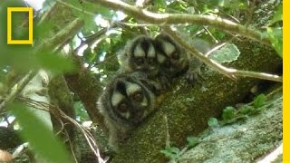 Owl Monkey Fathers Know Best? | National Geographic