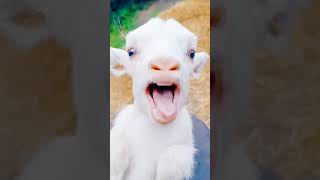 cute goat baby | goat sound | cute goten | goat video | funny goat | cute goat funny video | #shorts