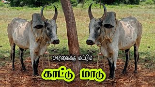 காட்டு மாடு கம்பிர தோற்றம் பார்வைக்கு மட்டும்