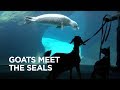 Tiny Goat Visits Seals