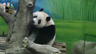 20160820圓仔玩躲貓貓 The Giant Panda Yuan Zai