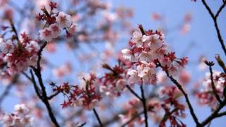 2010年春の京都・滋賀に行ってきた(2)【京都府立植物園】