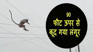 इस लंगूर ने 90 फीट ऊपर से कूदकर बचाई अपनी जान