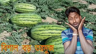 তরমুজের রাজ্য আপনাদের স্বা তরমুজ বড়ি ওজনে গাড়ল কিভাবে বিক্রয় হয় দেখু কুয়াকাটা তরমুজের