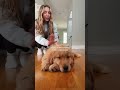 don’t leave me please🥹🥹 funny funnypetsmoments funnydog pets funnypet cute