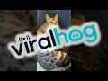 Bengal Cat Mom Takes Care of Her Babies || ViralHog