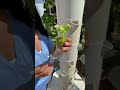 🌿 Basil grows prolifically on an aeroponic tower #basil #aeroponics #verticalfarming #towergarden