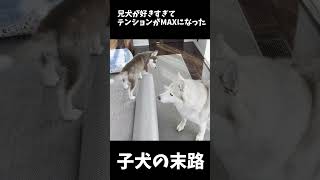 閲覧注意！調子に乗った子犬の末路とその後 #shorts #シベリアンハスキー #犬のいる暮らし #大型犬