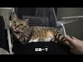 猫咪不上班，选择躺平，有错吗？is it wrong for cats to lie down when they don t go to work