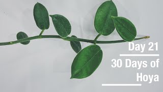 Hoya lauterbachii | 30 Days of Hoya - 21 of 30