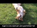 Marshmallow and Sugar