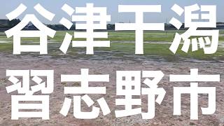 【野鳥】谷津干潟は、出る出るってきいてたけど（Nikon P900）