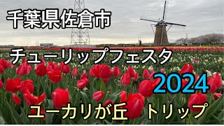 ユーカリが丘から、ちょっとお出かけ　　佐倉チューリップフェスタ2024   印旛沼のほとりでほっこりです