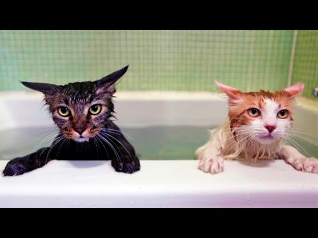 Funny Animals Funny Cats Dogs Funny Animal Videos 240 Cat World