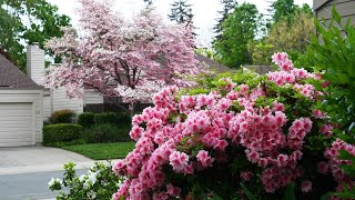 ВЕЙГЕЛА БУДЕТ ЛУЧШИМ КУСТАРНИКОМ В ВАШЕМ САДУ / weigela in the garden 💥💐