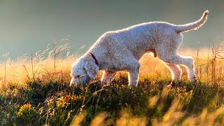 Truffle Dog Co. in Seattle Trains Pups to Find Truffles Worth Up to $2,500/lb