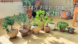 [베란다가든]요즘, 내가 키우는 실내식물\u0026고화도 화분 서랑