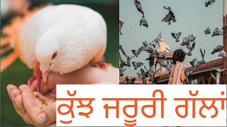 ਆਉ ਕਬੂਤਰ ਬਾਜੀ ਸਿੱਖੀਏ ਕੁੱਝ ਜਰੂਰੀ ਗੱਲਾਂ pigeon traning comment jarror karna g