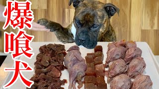 【大食い犬ASMR】生肉ならなんでも飲み物だと思ってるアメリカンブリー 　Dog eats raw meat and bones