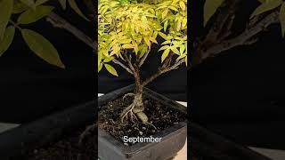 Dwarf Wisteria Bonsai 2021 Review #shorts