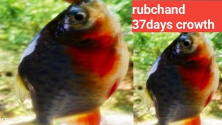 rupchand fish 37days growth