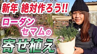 【冬の寄せ植え】長く楽しむローダンセマム！一年の管理がわかります♪【初心者向け】【ガーデニング】【園芸チャンネル】