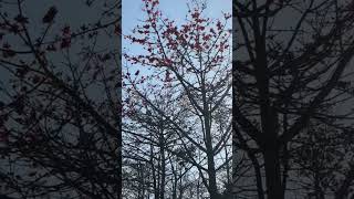 bombax ceiba | silk cotton tree | Kapok tree | semal tree #nature #flowers