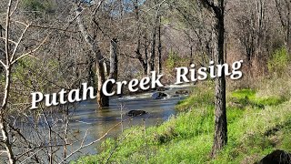 Putah Creek Rising ~ Exploring the river banks