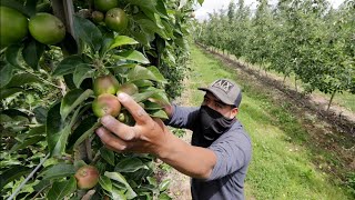 Washington farmworkers could get overtime pay under proposal