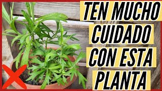 CUIDADO con esta Planta EL ESTAFIATE | Experiencia / Aprendiendo a Cuidar