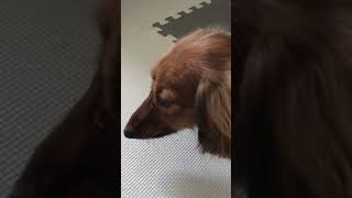 犬にリンゴをあげたあとの行動 #Shorts