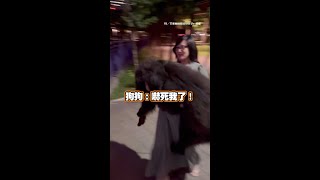 藏獒看到蟾蜍嚇到腿軟 只能要麻麻抱上車XD #Shorts