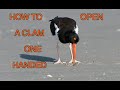 The American Oystercatcher [NARRATED]