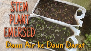 Cara Emersed Stem Plant Dari Daun Air ke Daun Darat