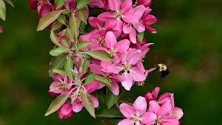 Blooming Seasons of Flowering Cherry Trees