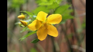 小さな窓の花ごよみ 1358 山吹の花 ♪ 野ばら  ウイーン少年合唱団  ♪