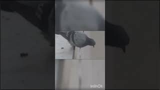 Бедный голубь🐦