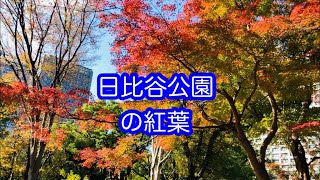 日比谷公園の紅葉