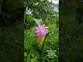 plant discovered during monsoon trek💜 monsoon trek plant greenery