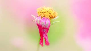 Beautiful flowers stunning in focus (HD1080p)